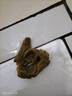 臻 瘦奧利司他膠囊 減肥藥 減肥減脂減重  治療肥胖 JF/ HJ 7盒 曬單實(shí)拍圖