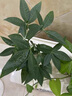 植物營(yíng)養液植物花卉營(yíng)養液多肉綠植蔬菜營(yíng)養液水溶通用肥料500ml 【喜酸植物專(zhuān)用】營(yíng)養液500ml 曬單實(shí)拍圖
