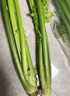 南步山東特產(chǎn)章丘鮑芹【順豐到家】香芹嫩芽沙拉榨汁芹菜新鮮蔬菜禮盒 2斤 精品鮑芹芽子丨禮盒 曬單實(shí)拍圖