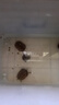 寸金龜飼料石金龜糧高鈣增色飼料巴西黃緣黃喉水龜烏龜種龜幼龜苗龜食 【分裝】500g3號（中顆粒）5mm 曬單實拍圖