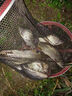 川澤漂筒浮漂桶加厚加長(cháng)魚(yú)漂收納透明可調漂大號漁具用品大容量魚(yú)漂盒 加厚防爆帶芯漂筒 長(cháng)60cm寬50mm 曬單實(shí)拍圖