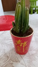 格調(diào)生活萬重山仙人掌盆栽花卉綠植室內(nèi)陽臺(tái)辦公易養(yǎng)活耐旱吸水盆多肉植物 萬重山【紅色如意陶瓷盆】 曬單實(shí)拍圖