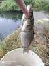 骉祥純正蝦粉釣魚(yú)南極磷蝦超濃腥餌料誘魚(yú)添加劑黑坑野釣鯽鯉魚(yú)餌e 蝦粉1瓶【500ml】 曬單實(shí)拍圖