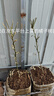 駿灝新品種嫁接早熟青皮蜜桔苗日南一號(hào)桔苗青柑橘苗特大無核桔子樹苗 四年苗【2顆】當(dāng)年結(jié)果 曬單實(shí)拍圖