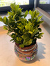 水培植物綠植盆栽室內(nèi)客廳辦公室桌面小盆景花卉好養(yǎng)活 90#梔子花+小圓球玻璃瓶+水培珠 曬單實拍圖