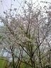 愛(ài)居兔春季新款新中式國潮風(fēng)時(shí)尚長(cháng)袖雪紡衫ETEAJ1P004A 米白04 S 155/80A 曬單實(shí)拍圖