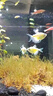 魚(yú)缸凈水劑一滴清消毒殺菌養(yǎng)魚(yú)水質(zhì)清澈劑免換水去綠水黃水渾水用 高分子聚合物凈水片【35?！?曬單實(shí)拍圖