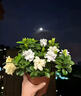 艾尚棵梔子花營(yíng)養液梔子花專(zhuān)用肥防黃葉掉苞梔子花盆栽免稀釋營(yíng)養液 單瓶裝【不劃算】 500ml 1瓶 曬單實(shí)拍圖