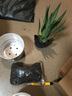 龍舌蘭盆栽室內(nèi)大株多肉植物花卉樹苗好養(yǎng)活 龍舌蘭-多肉【16#大白瓷】 含盆 曬單實拍圖