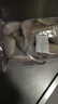 去頭黃花魚大個一斤10條大號小黃魚去頭新鮮速凍食堂商用海鮮 1.5kg3斤去頭黃魚 (個大有肉才好吃)一斤10條左右 曬單實拍圖
