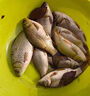 BKUMAN進(jìn)口原絲ygkpe jp線(xiàn)順滑路亞專(zhuān)用釣魚(yú)線(xiàn)遠投大力馬強拉力魚(yú)線(xiàn)主線(xiàn) 真原絲 【12編ygkpe jp線(xiàn)】300米 1.2 曬單實(shí)拍圖