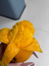 海南應(yīng)季芒果小臺芒果新鮮現(xiàn)摘產(chǎn)地直發(fā)當(dāng)季熱帶大果爆甜多汁包郵 5斤大果 曬單實拍圖