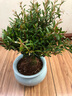 繽賢小葉赤楠室內(nèi)易養(yǎng)護(hù)老樁陽(yáng)臺(tái)辦公四季常青花卉綠植盆景植物造型 五年老樁赤楠+藍(lán)色金邊蘭花陶瓷 含盆 曬單實(shí)拍圖