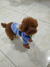 貝初眾狗狗衣服冬天小型犬雪納瑞泰迪法斗柴犬博美衛衣保暖小狗衣服 綠耳朵潮款衛衣 M 建議5-8斤 曬單實(shí)拍圖