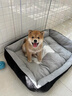 祥記萌奇純種日本柴犬幼犬寵物狗狗活體公母豆柴犬雙血統(tǒng)小型犬幼犬秋田犬 寵物級(jí) 曬單實(shí)拍圖