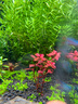 尼特利 NETLEA植物營(yíng)養液魚(yú)缸水草液肥微量元素鉀肥鐵肥綜合基肥水族草缸造景用 紅草型 曬單實(shí)拍圖
