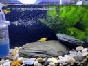 凡增LED魚(yú)缸燈水族箱照明燈防濺水支架燈水草燈節能草缸燈usb可調色 48-60魚(yú)缸【紅藍白綠四色-調光開(kāi)關(guān)】 曬單實(shí)拍圖