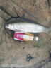 ygkx日本進(jìn)口原絲碳線(xiàn)前導線(xiàn)超柔軟不打卷路亞魚(yú)線(xiàn)碳氟線(xiàn)尼龍線(xiàn)子線(xiàn) 100米【東麗原絲】透明 0.6號 曬單實(shí)拍圖