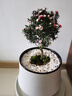 種花迷松紅梅盆栽帶花苞三色梅室內(nèi)外陽臺庭院四季好養(yǎng)濃香型鮮花卉植物 松紅梅3年苗（帶花苞發(fā)貨 四季開 不含盆 曬單實拍圖