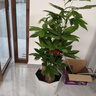 臨雅步步高發(fā)財樹(shù)三桿原生客廳大盆栽大型綠植喬遷新居辦公室開(kāi)業(yè)送禮 三桿步步高1.3-1.4米+鉆石盆 曬單實(shí)拍圖