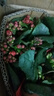 農(nóng)民老史金狐貍長(zhǎng)壽花盆栽四季開(kāi)花卉綠植室內(nèi)植物四季好養(yǎng)重瓣大花苗多肉 【中國(guó)紅】長(zhǎng)壽花（原土盆） 曬單實(shí)拍圖