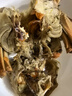 頤菁澤花雕醉蟹 熟醉蟹 大閘蟹 花雕醉蟹全母8只裝【2.5-3.0兩】 1200g 曬單實(shí)拍圖