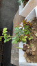 申堰【稀有品種】濃香型四季開花高貴玫瑰花苗盆栽花卉室內(nèi)外觀花月季 西域曼陀羅蘭加洛斯 5年老苗拍一發(fā)三送肥料 曬單實拍圖
