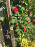 寶御安爬藤月季花苗薔薇花苗藤本月季四季開(kāi)花藤曼玫瑰濃香爬藤植物花卉 粉色龍沙寶石 1米-1.3米高大苗 曬單實(shí)拍圖
