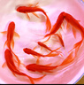 長(cháng)尾大紅草金魚(yú)鳳尾活魚(yú)冷水觀(guān)賞魚(yú)好養耐活淡水魚(yú)紅草魚(yú)短尾草金 8-10cm紅草金8條 曬單實(shí)拍圖