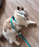 阿莫爾狗狗牽引繩背心式小型犬比熊胸背帶泰迪柴犬幼犬狗鏈子伸縮遛狗繩 藍色+1.5米扁繩 可調節 舒適不勒 S-狗-建議3-5斤左右 曬單實(shí)拍圖