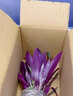 壹植紫露蘭盆栽無(wú)土水培植物高端花卉室內(nèi)花油畫(huà)婚禮吊蘭綠植四季好養(yǎng) 紫露蘭單發(fā)植物(不含花瓶)+營(yíng)養(yǎng)液 曬單實(shí)拍圖