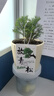聽(tīng)雪樓放青松綠植霧松室內小盆栽霧凇幼兒園面放輕松植物擺件四季好養 霧松+一線(xiàn)天盆+放輕松卡片 +托盤(pán) 帶盆栽好 曬單實(shí)拍圖