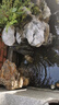 全福鯉 戶(hù)外錦鯉魚(yú)池過(guò)濾器大型水循環(huán)凈化系統304不銹鋼錦鯉池過(guò)濾設備 QL-3套餐適合0-2噸水包含水泵水管 曬單實(shí)拍圖