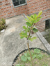 夢(mèng)開(kāi)始番石榴樹(shù)苗奶油軟心番石榴四季胭脂紅白心番石榴紅寶石紅心芭樂(lè ) 白心番石榴3年苗 基地直銷(xiāo) 曬單實(shí)拍圖