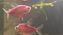 魚寧魚缸加熱棒龜缸小型低水位迷你養(yǎng)龜變頻加溫棒烏龜自動(dòng)恒溫加熱器 25W 低水位/變頻加熱/離水?dāng)嚯?精度控溫 曬單實(shí)拍圖