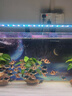 roxinLED魚缸節(jié)能夾燈水族箱架燈水草燈自然光魚缸燈頂變色爆藻燈專用 升級款三檔變色（55cm）14w 尺寸 曬單實拍圖