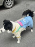 MIKI PAD狗狗衣服中大型犬春秋款柴犬金毛邊牧拉布拉多狗狗四腳衣大狗衣服 多巴胺撞色背帶褲 5XL背長60cm（參考體重45-55斤） 曬單實拍圖