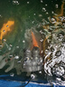 森森（SUNSUN）耀藍造浪泵魚(yú)缸水族箱沖浪泵造流吹糞便吹魚(yú)便 JVP-201AB雙頭 12W 吸盤(pán)+磁鐵款 曬單實(shí)拍圖