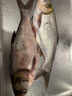 夢(mèng)達(dá)老G翠花方塊餌料1號(hào)鰱鳙酸臭草莓2號(hào)6號(hào)酒香腥香野釣全能巨物方塊 3包【翠花2號(hào)】腥香(慢霧化3-5h) 曬單實(shí)拍圖