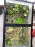 瘋狂水草浮萍水草養(yǎng)魚水草凈化水質魚缸造景一葉蓮水芙蓉植物直接入缸 經典套餐 曬單實拍圖