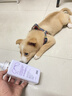 侍寵而嬌中華田園犬沐浴露土狗幼犬專(zhuān)用洗澡用品抑菌除臭寵物狗狗香波浴液 中華田園犬定制沐浴露500ML 中華田園犬專(zhuān)用 500ml 曬單實(shí)拍圖