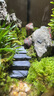 桌面創(chuàng)意微景觀綠植diy擺件禮物客廳辦公室夜燈苔蘚盆栽植物盆景 青山單景觀 曬單實拍圖