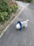 智宙狗狗伊麗莎白圈加深大型犬狗狗防舔防咬項(xiàng)圈大號(hào)軟圈柔軟夏季脖套 狗狗伊麗莎白圈（藍(lán)色） L-內(nèi)圈可調(diào)節(jié)23-46cm [自由調(diào)節(jié)，防舔舒適] 曬單實(shí)拍圖