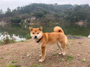DidogPet寵物狗狗項圈泰迪小型犬頸圈狗牌刻字防丟牽引繩金毛中大型犬脖圈 鹿皮棕（刻字） S-小型：參考體重9-18斤 曬單實(shí)拍圖