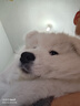 本秋薩摩耶犬幼犬寵物狗活體 純種雙血統(tǒng)薩摩熊版狼版 薩摩耶狗子幼崽 血統(tǒng)級 母 曬單實(shí)拍圖