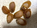 鮑魚(yú)干貨小鮑魚(yú)海鮮干貨煲湯煲粥佛跳墻高檔食材包郵一只10克左右 純干鮑魚(yú)干兩只 曬單實(shí)拍圖