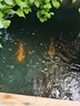 森森（SUNSUN）耀藍造浪泵魚(yú)缸水族箱沖浪泵造流吹糞便吹魚(yú)便 JVP-201AB雙頭 12W 吸盤(pán)+磁鐵款 曬單實(shí)拍圖