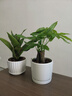 泰西絲金鉆盆栽花卉綠植擺件客廳 綠公主3株+中號(hào)藝術(shù)白陶瓷盆 源頭直發(fā) 曬單實(shí)拍圖