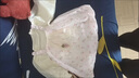 G.DUCKKIDS小黃鴨童裝女童套裝春秋季新款女寶寶周歲禮服兒童公主裙子三件套 GQ120款 粉紅色 73 尺碼5-7個(gè)月(建議寶寶13-18 曬單實(shí)拍圖