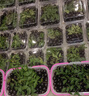 一次性水果盒塑料透明鮮果切盒草莓包裝盒長方形打包盒裝水果的盒子水果撈保鮮拼盤盒裝果盒托盤 1000克2斤裝經(jīng)典加厚款100個 曬單實拍圖